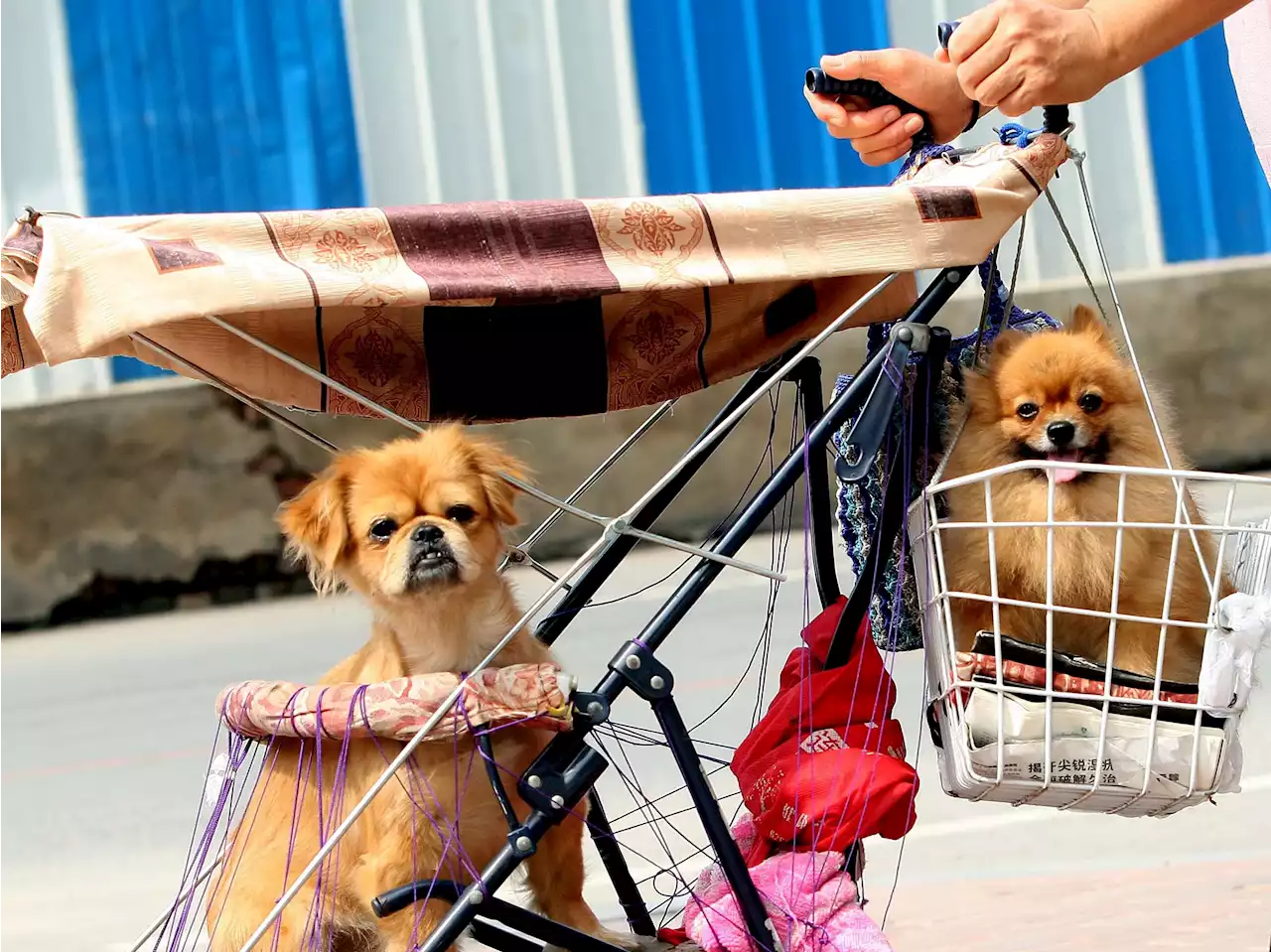 Papa: 'Grave inverno demografico: cani nel passeggino al posto dei figli'