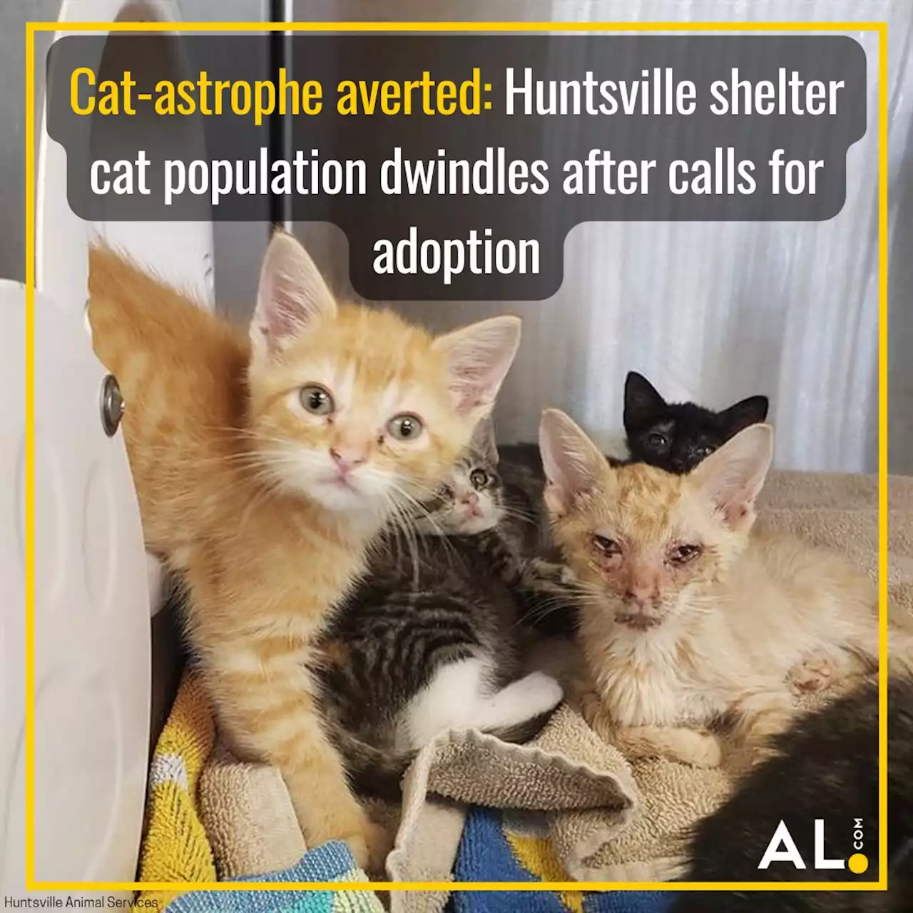 Cat-astrophe averted: Huntsville shelter feline population dwindles after calls for adoption