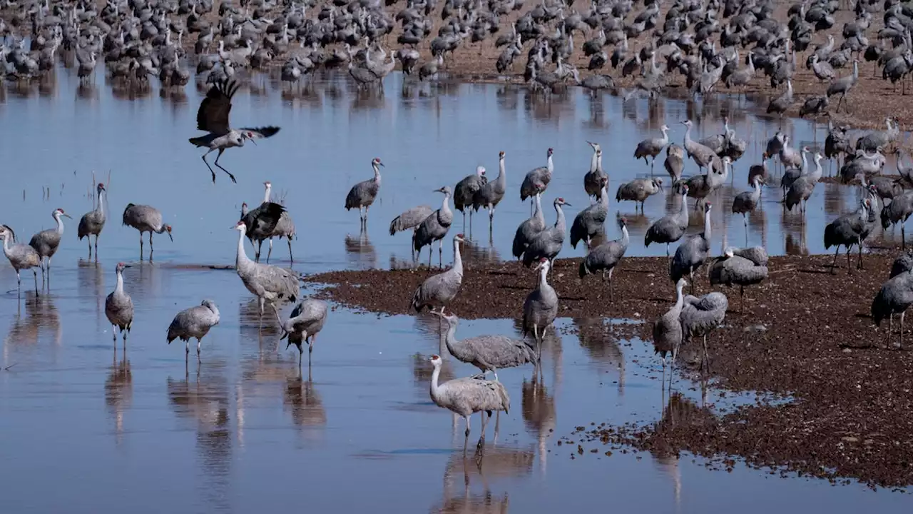 Tens of thousands of sandhill cranes return to southern Arizona for the winter