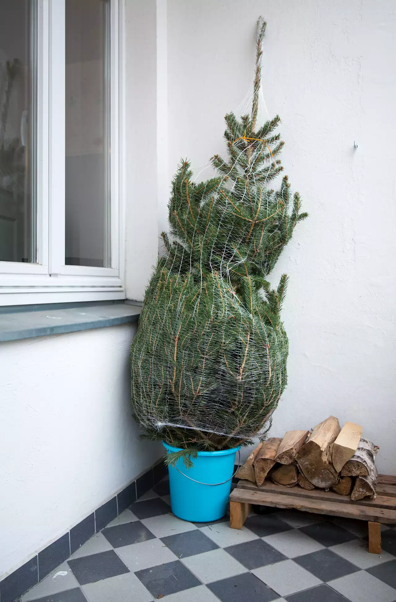 9 Tipps: So bleibt der Weihnachtsbaum länger frisch