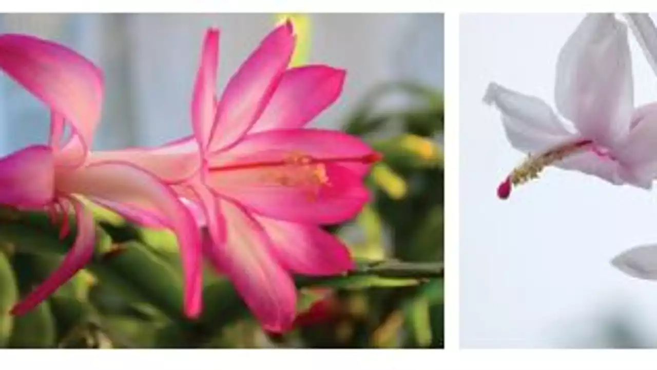 Gardening: Christmas cactus often confused with its Thanksgiving kin - learn the difference