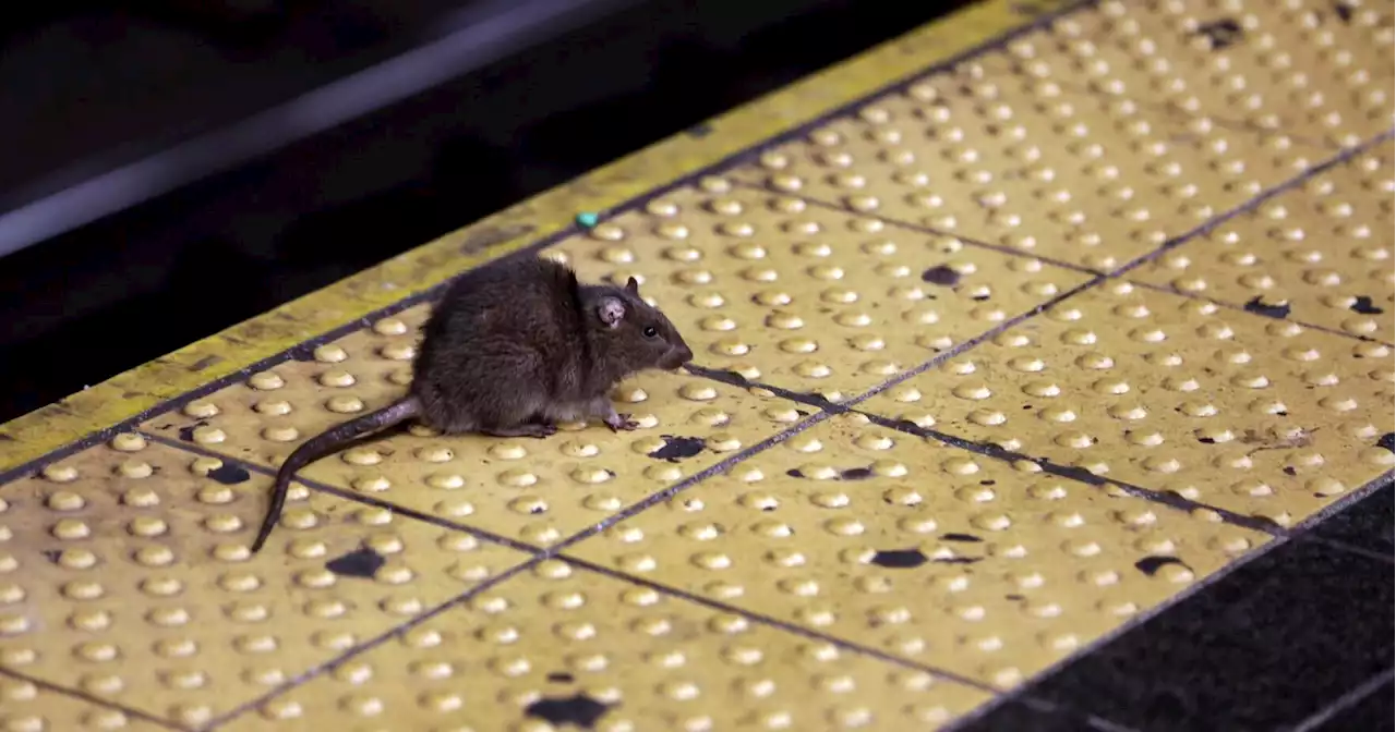 NYC is seeking to hire a 'rat czar' to take on the city's rodent problem