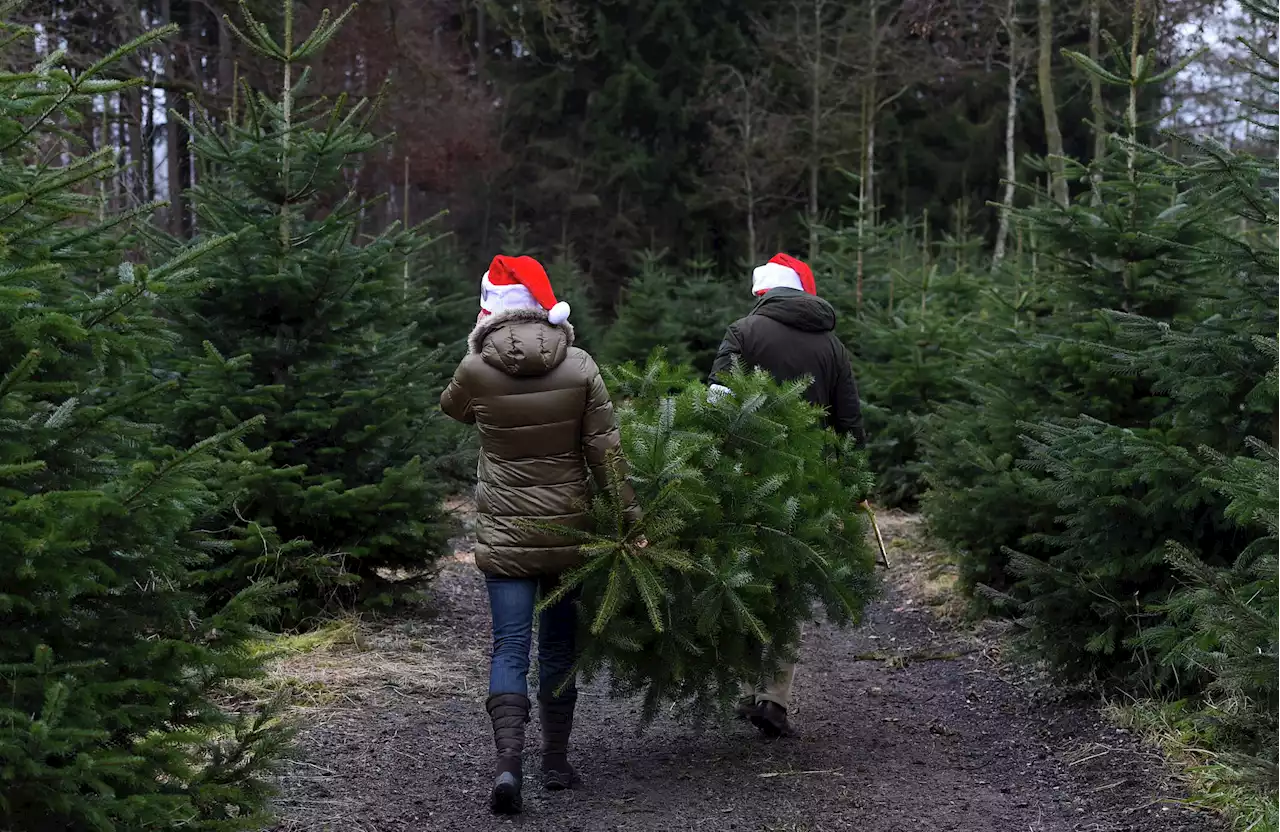 Plant a live Christmas tree to enjoy year-round