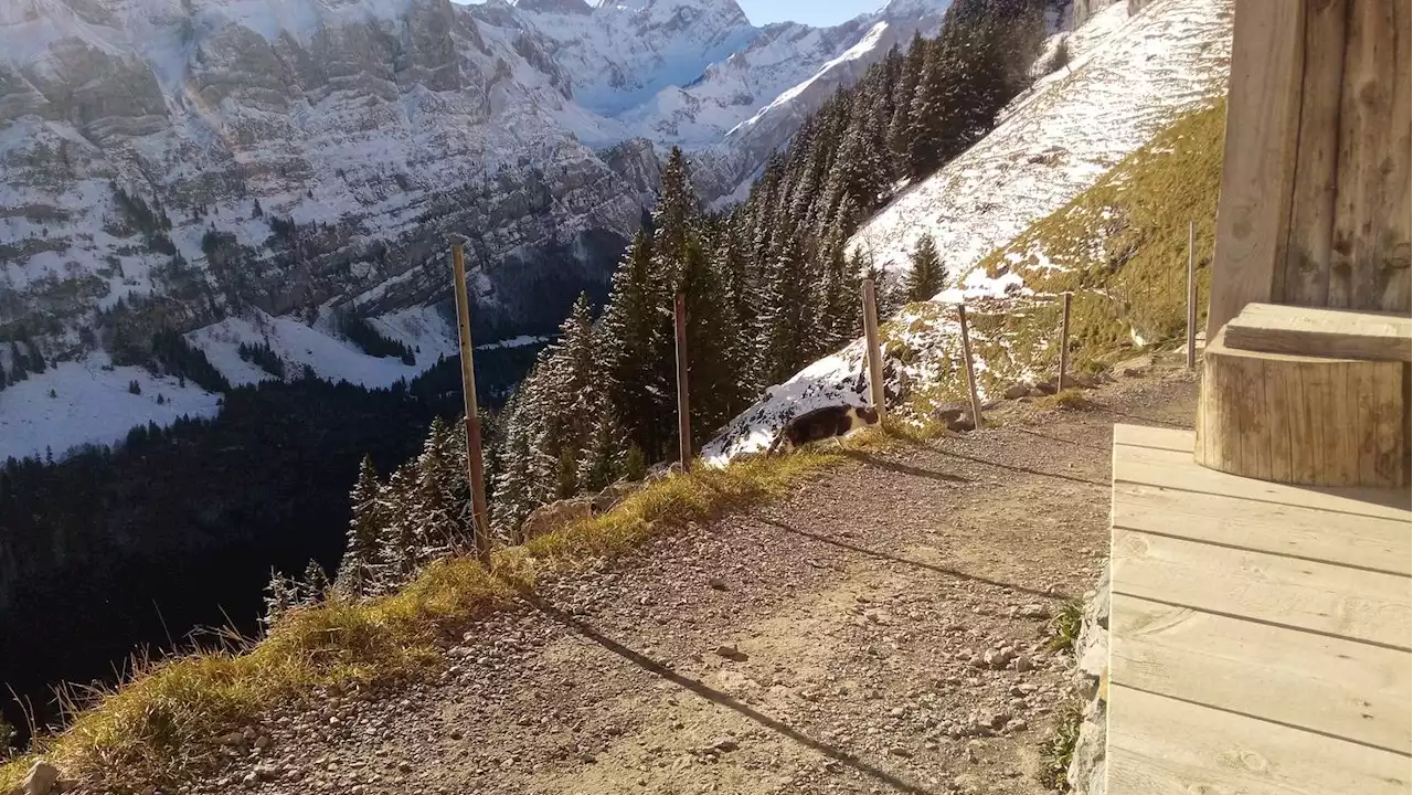 Zurückgelassen im Alpstein: Timmy ist kein Einzelfall