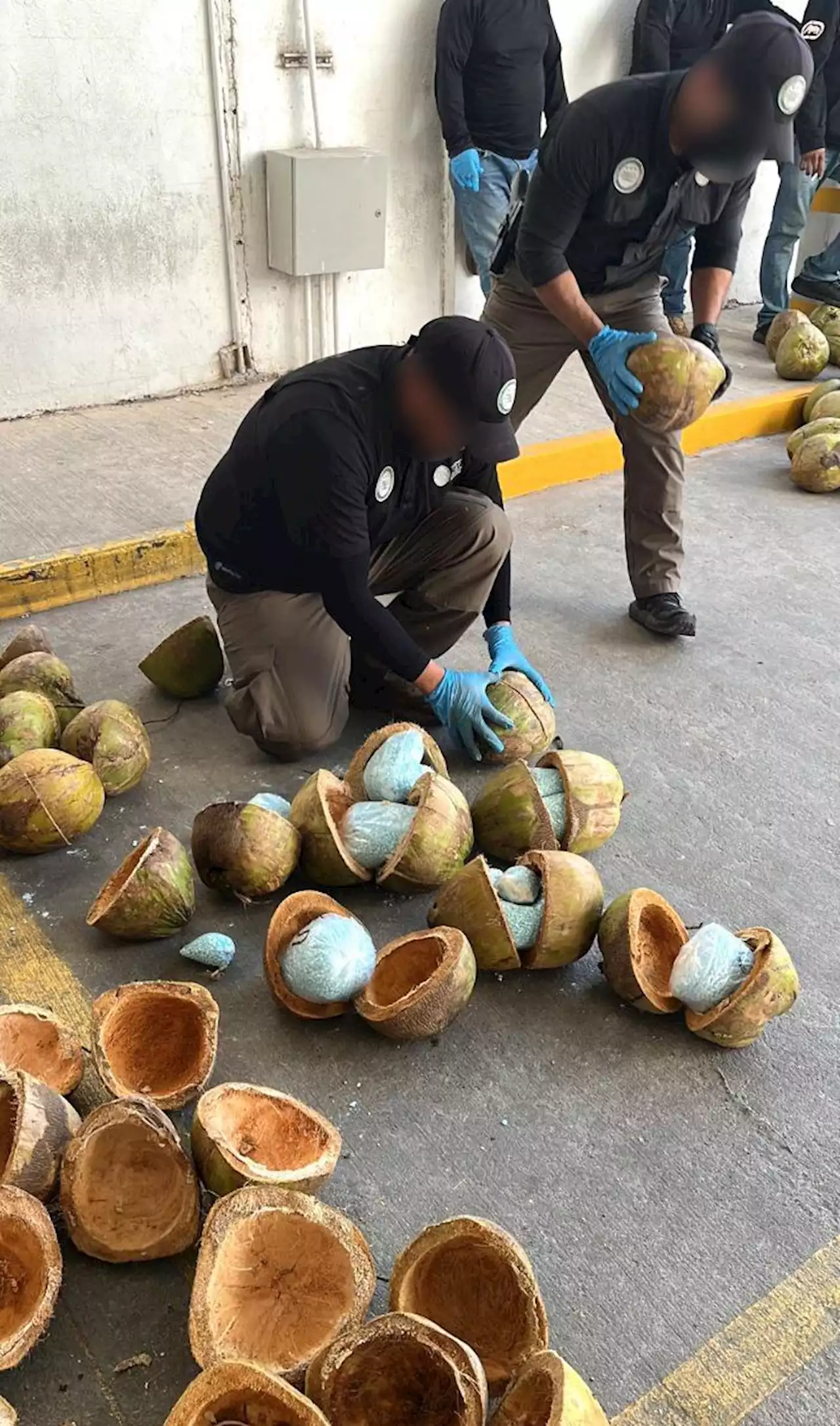 U.S.-Bound Coconuts Stuffed With 660 Pounds Of Drugs Seized