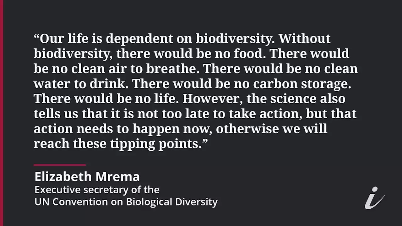 ‘When species are going extinct, you have no time to waste’: UN biodiversity conference head