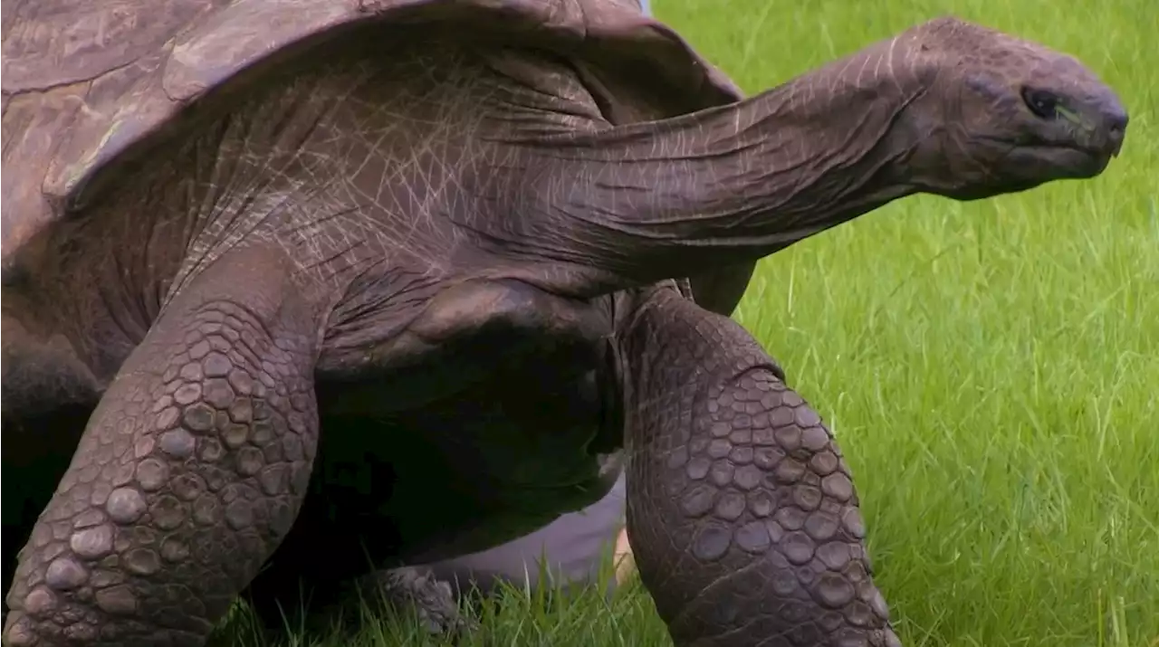 Animal terrestre mais velho do planeta, tartaruga Jonathan comemora aniversário de 190 anos