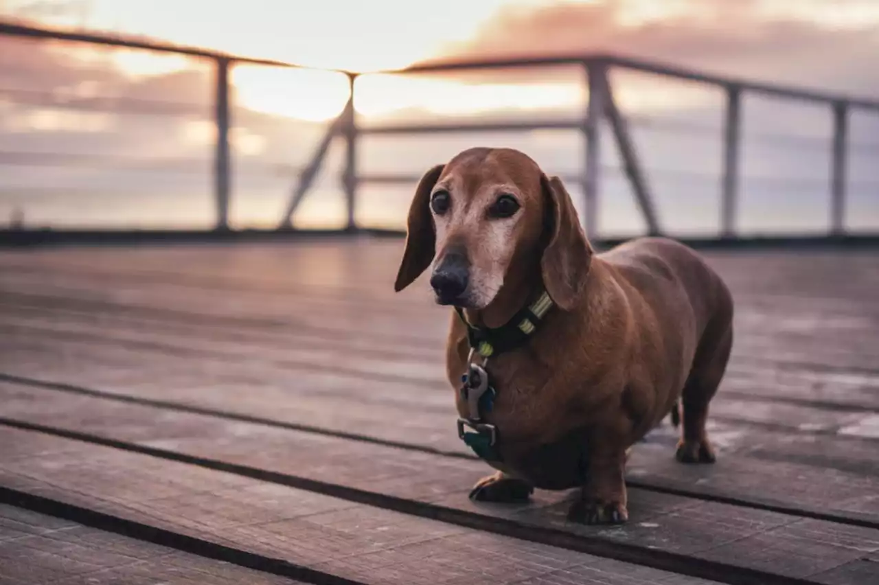 Mais que faisaient ces chiens-saucisses dans les égouts du Colisée ?