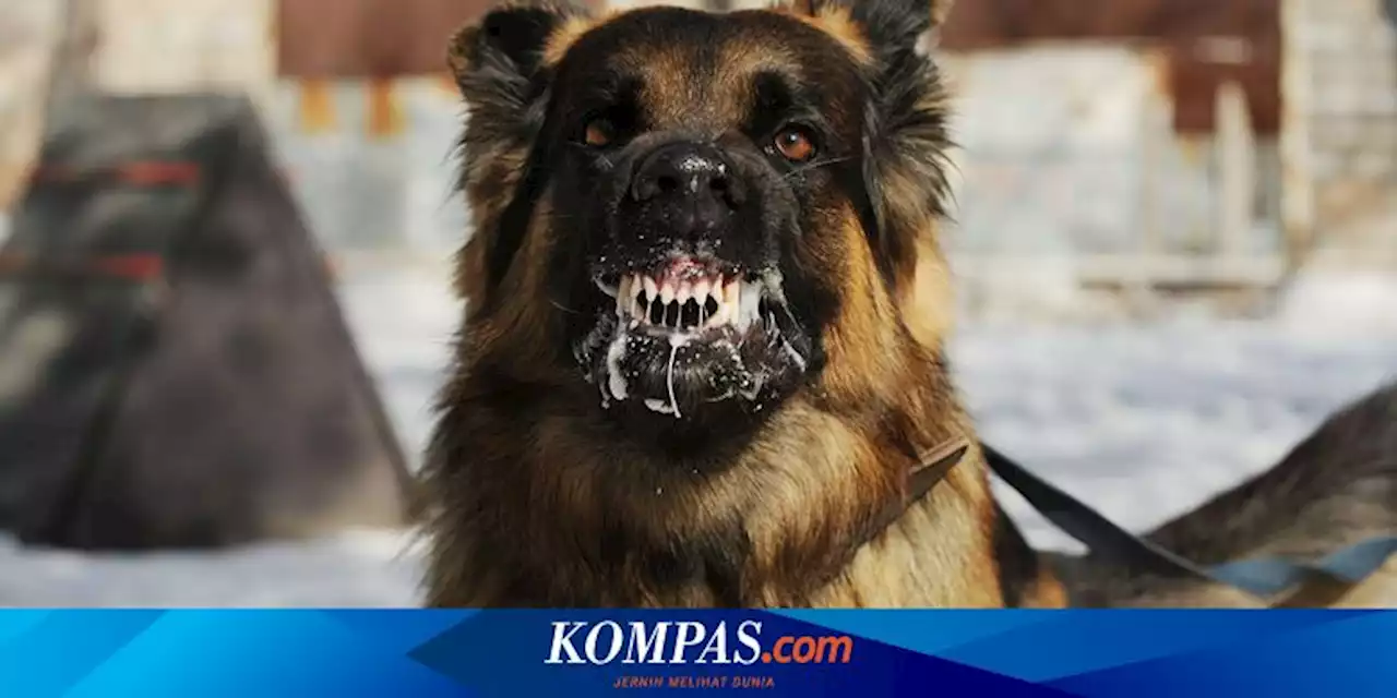 5 Cara Mencegah Virus Rabies pada Anjing dan Hewan Peliharaan