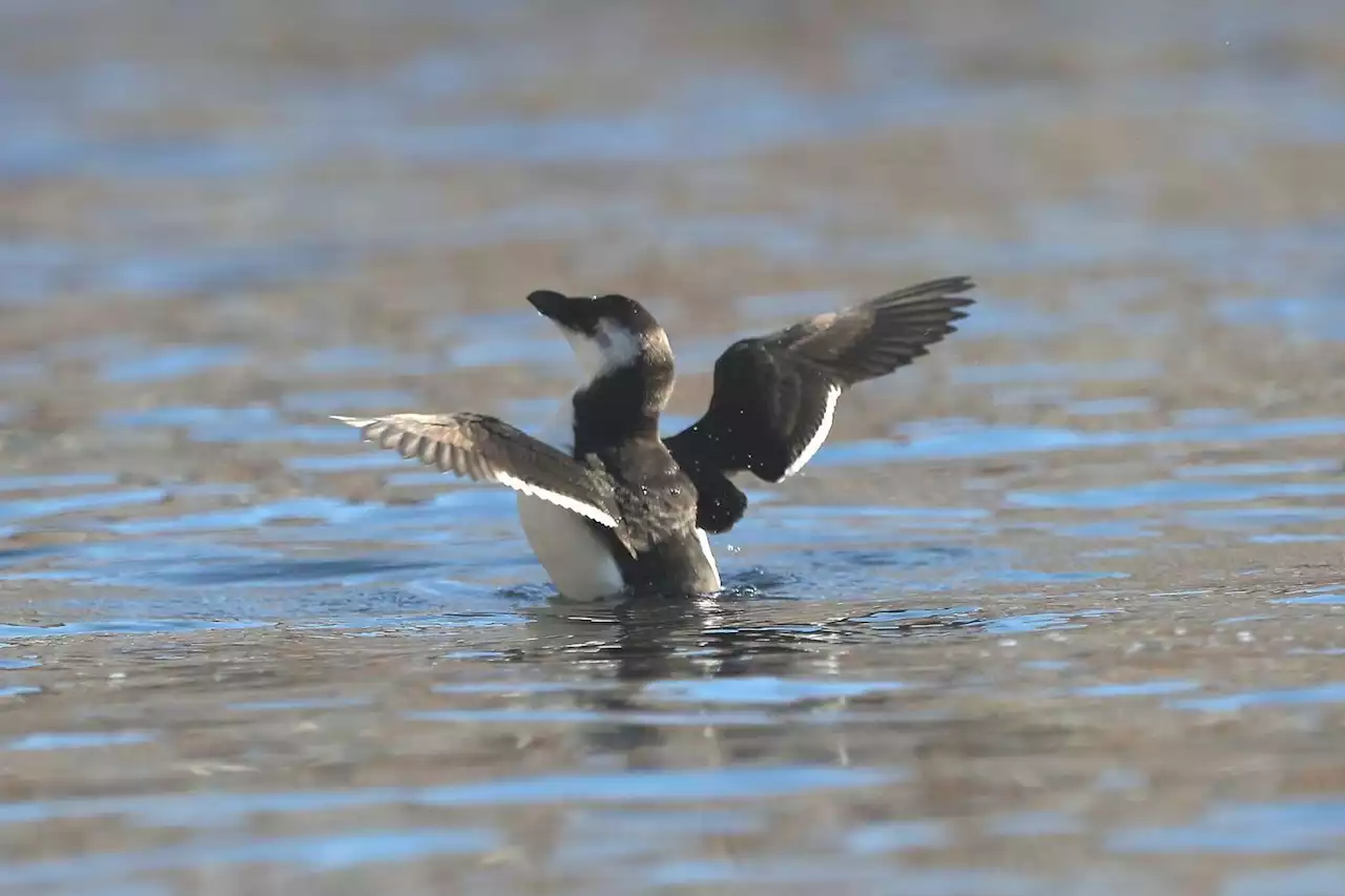 Pourquoi observe-t-on autant de pingouins en Méditerranée ?