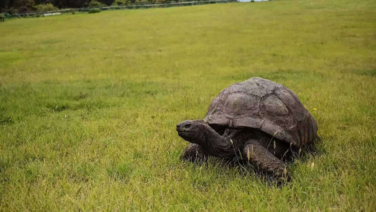 La plus vieille tortue du monde, Jonathan, fête aujourd'hui ses 190 ans