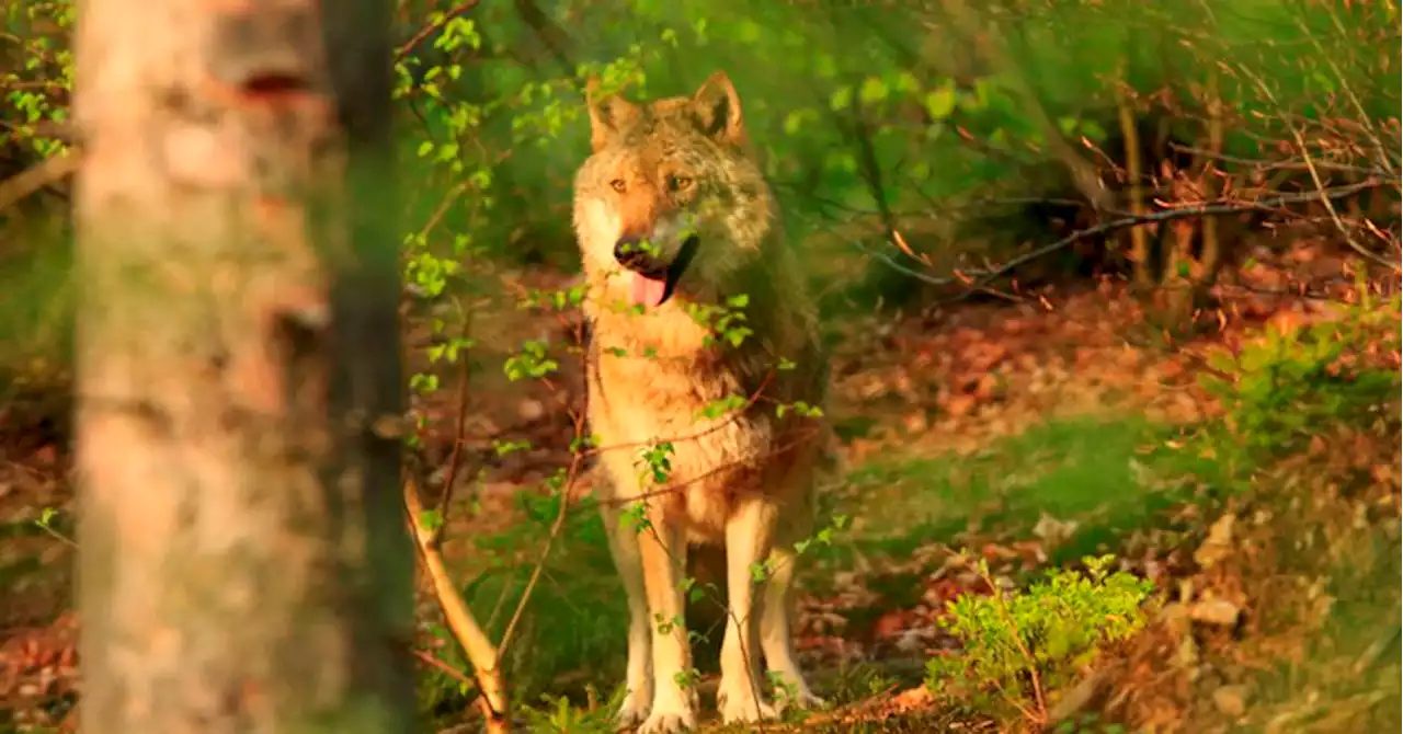 Vidéo Hautes-Alpes : ils tombent sur un loup dans leur jardin