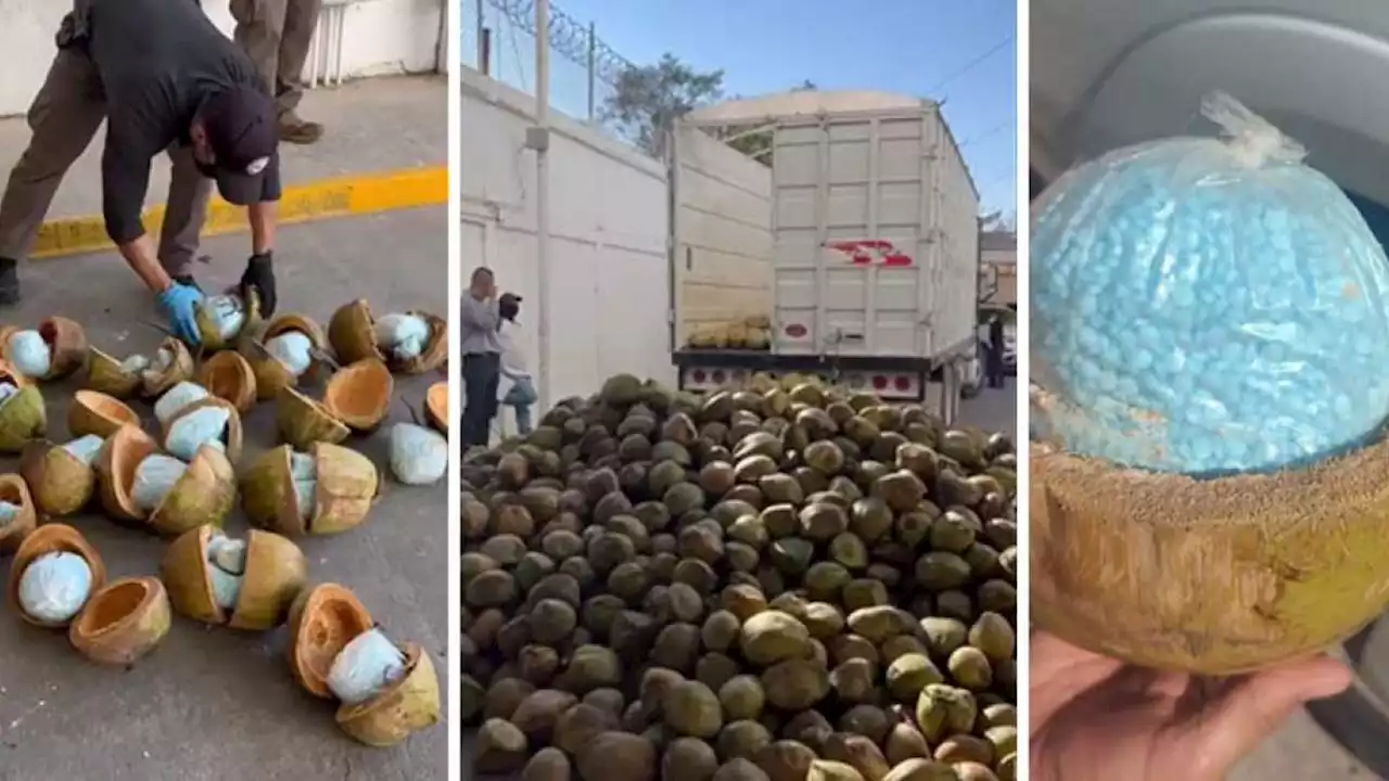 Escondido en cocos: Así aseguraron 300 kilos de fentanilo en Sonora (FOTOS y VIDEO)