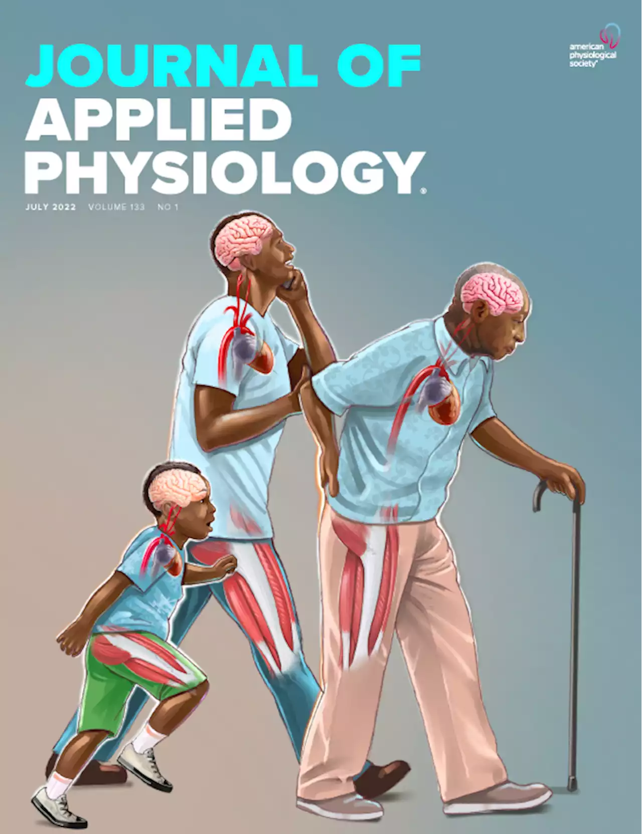 LP07 and LLC preclinical models of lung cancer induce divergent anabolic deficits and expression of pro-inflammatory effectors of muscle wasting | Journal of Applied Physiology