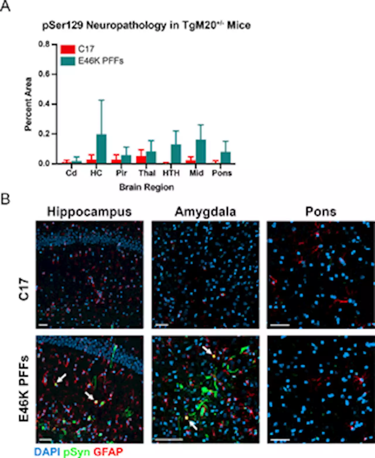 The E46K mutation modulates α-synuclein prion replication in transgenic mice