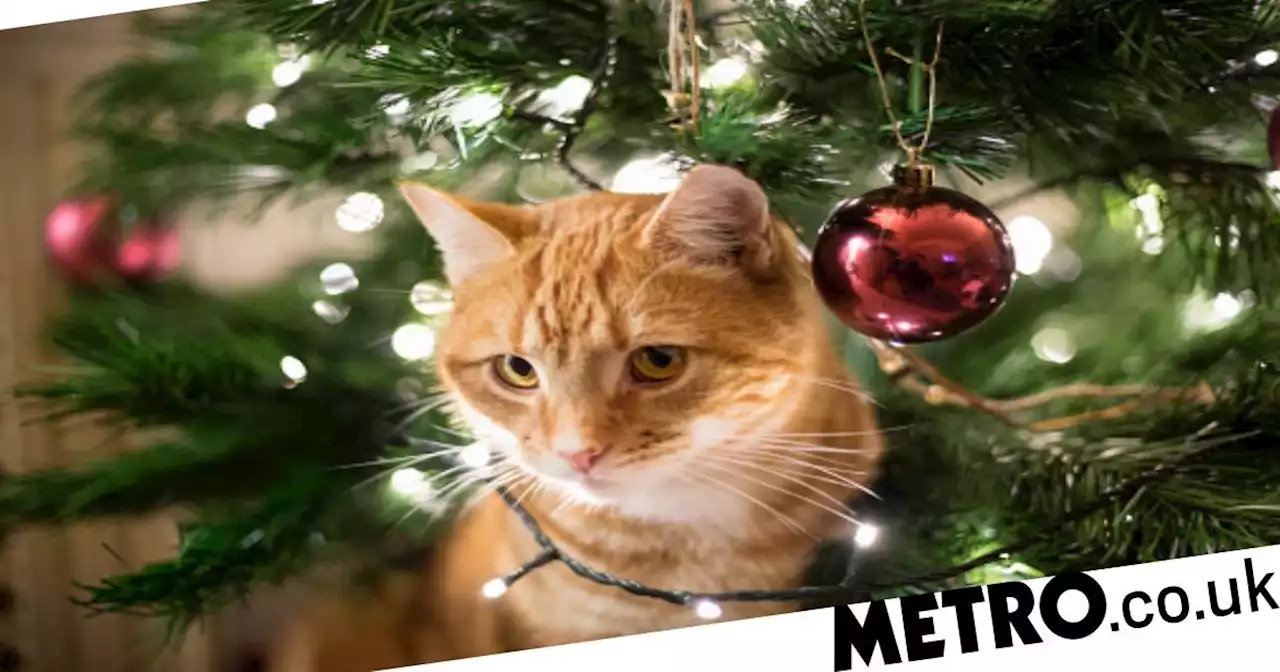 Christmas trees: Seven tips to protect your tree from your cat this year