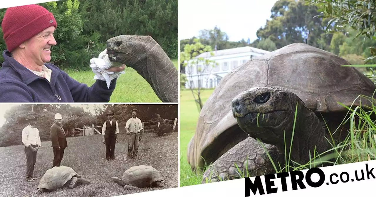 Jonathan the Giant Tortoise takes it slow on 190th birthday