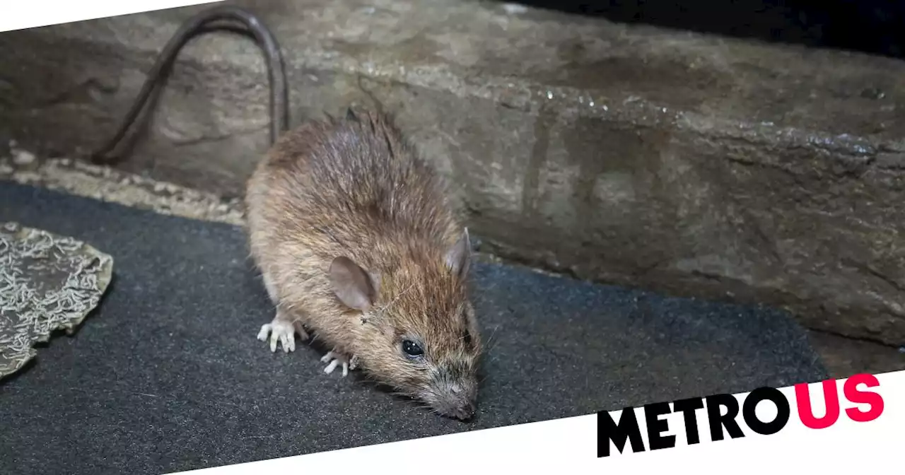 NYC Mayor Eric Adams hiring rodent czar to fight 'relentless rat population'