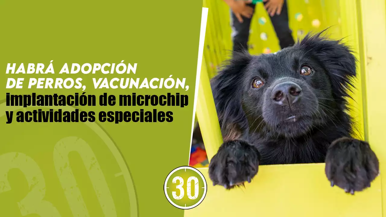 Este sábado habrá jornada de esterilizaciones y adopciones de animales de compañía