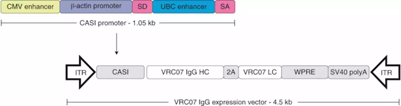 Safety and tolerability of AAV8 delivery of a broadly neutralizing antibody in adults living with HIV: a phase 1, dose-escalation trial - Nature Medicine