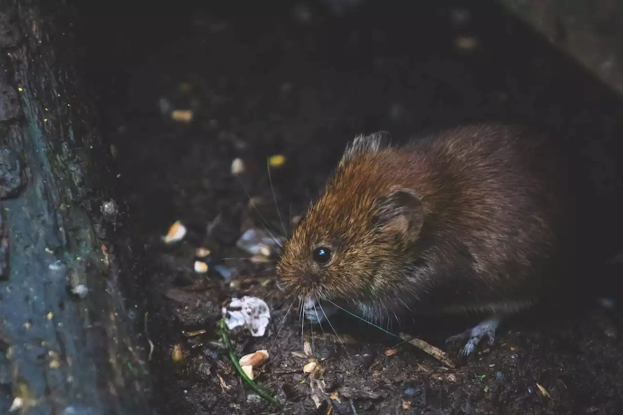 Rat Attack: NYC seeks hands-on leader in anti-rodent fight - New York Amsterdam News