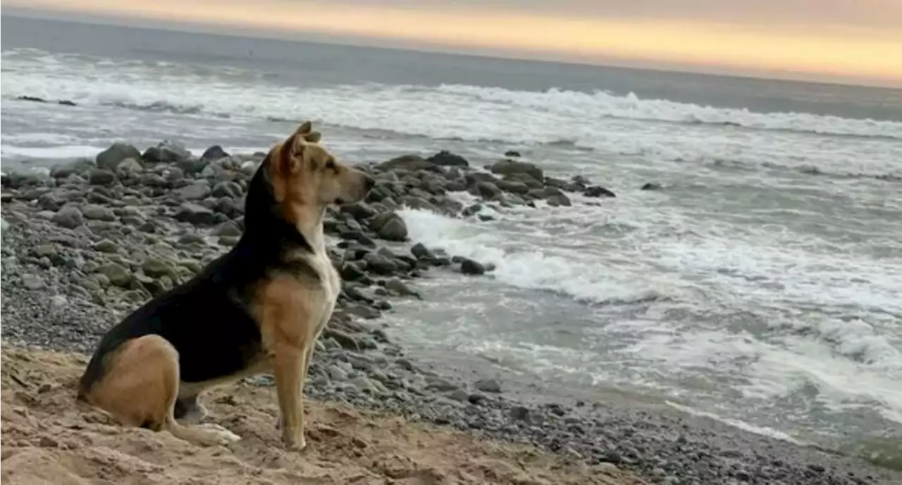 Perro se quedó en la orilla del mar esperando a su cuidador, que falleció - Pulzo