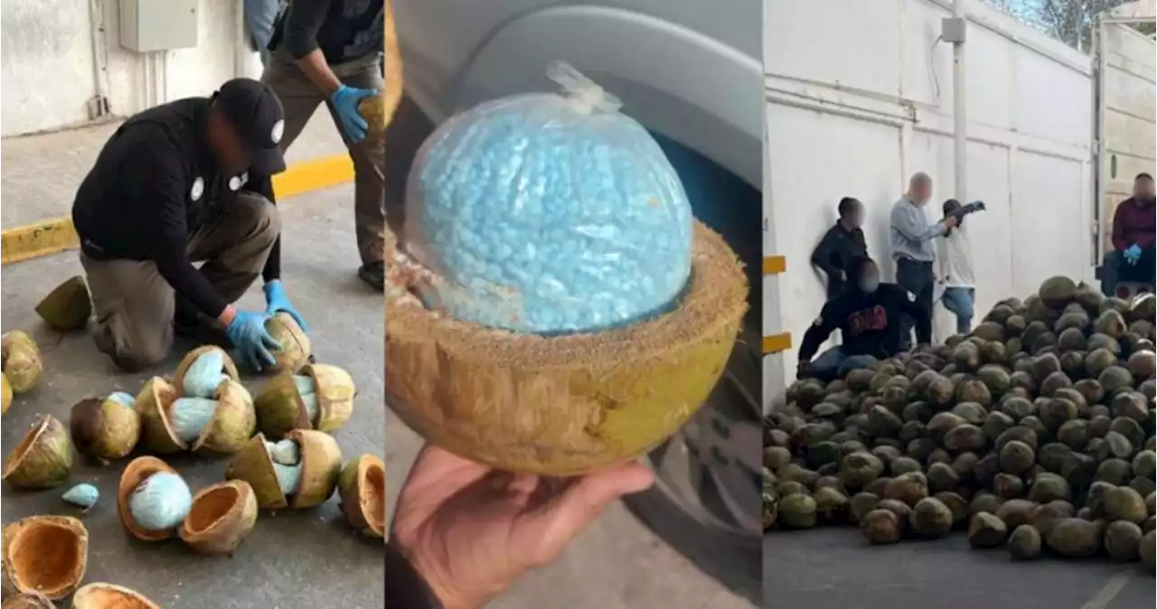 Sonora: FGR halla 300 kilos de fentanilo escondidos dentro de cocos en un camión