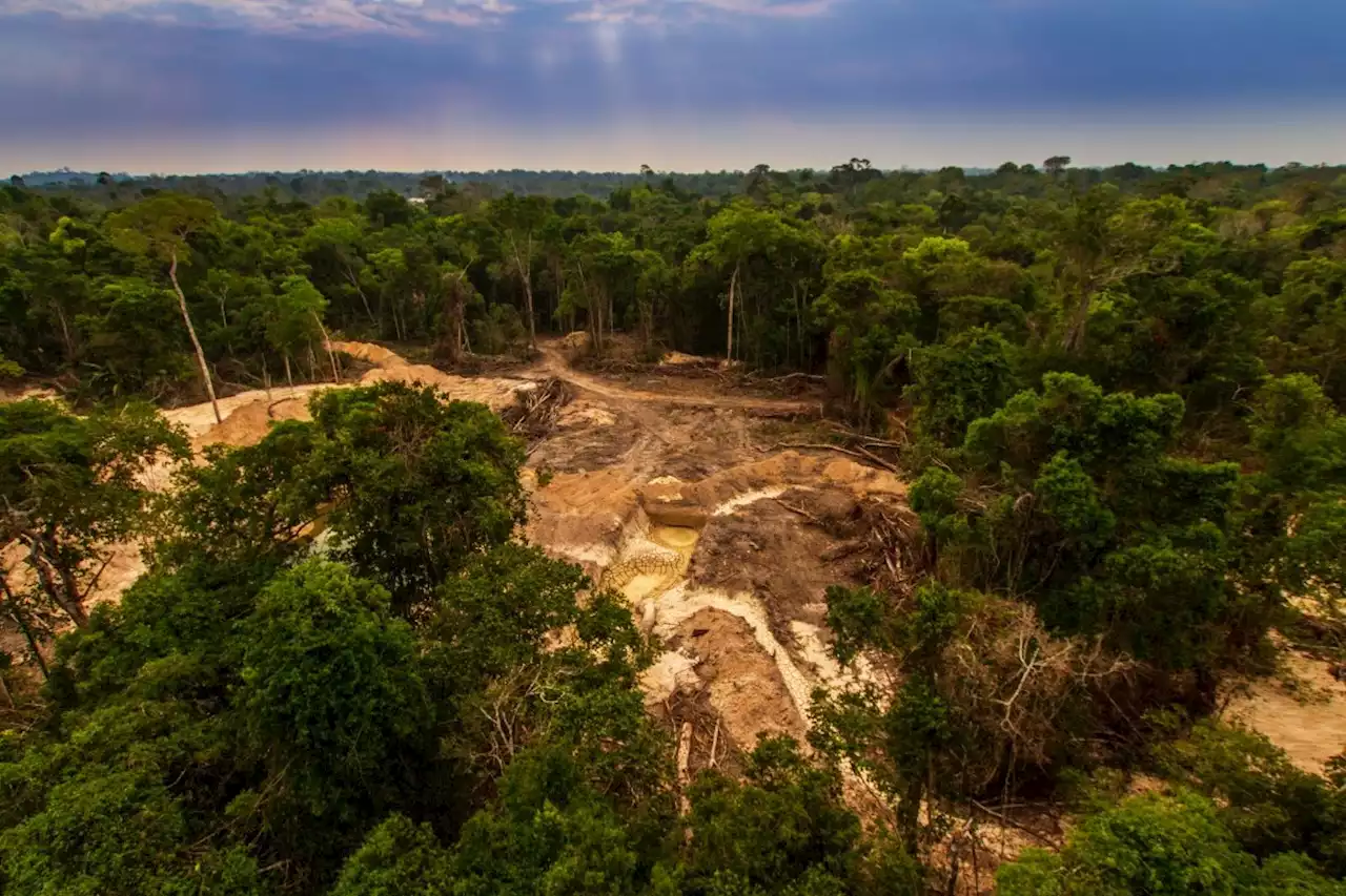 Desmatamento na Amazônia Legal cai 11,27% em 2022, segundo estimativa