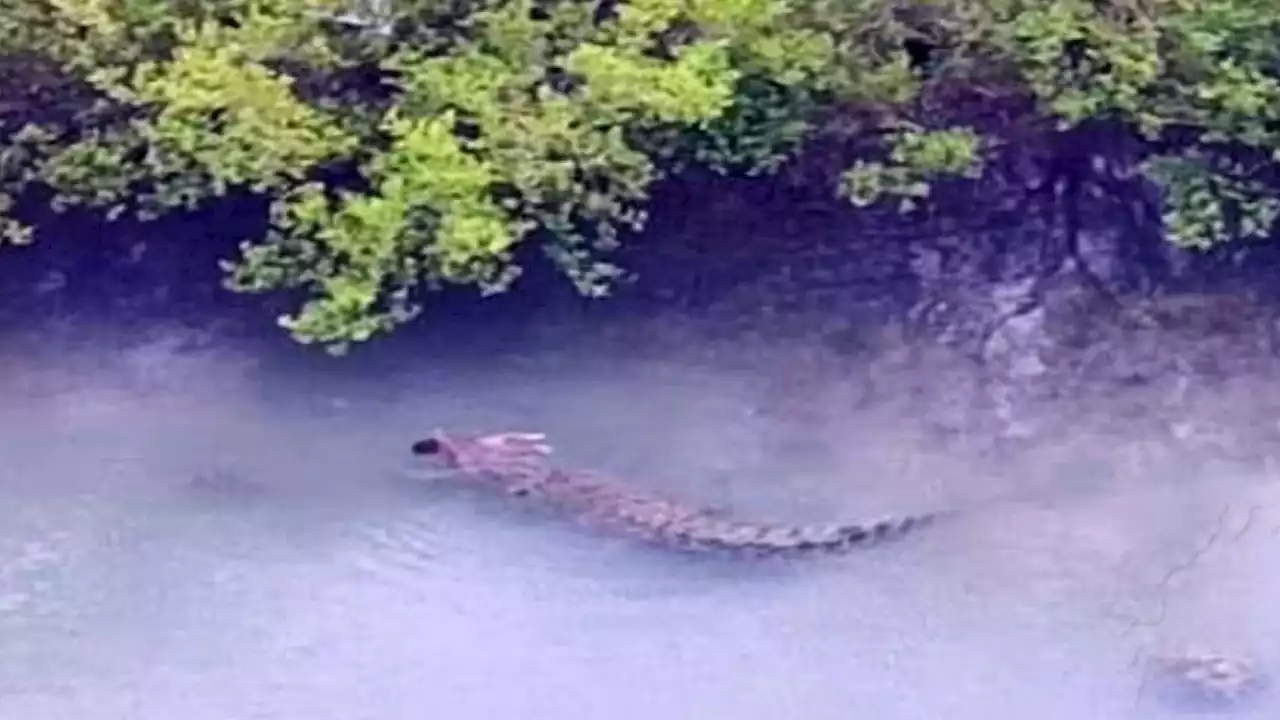 Boy, 1, eaten by crocodile that snatched him from canoe as dad tried to fight it