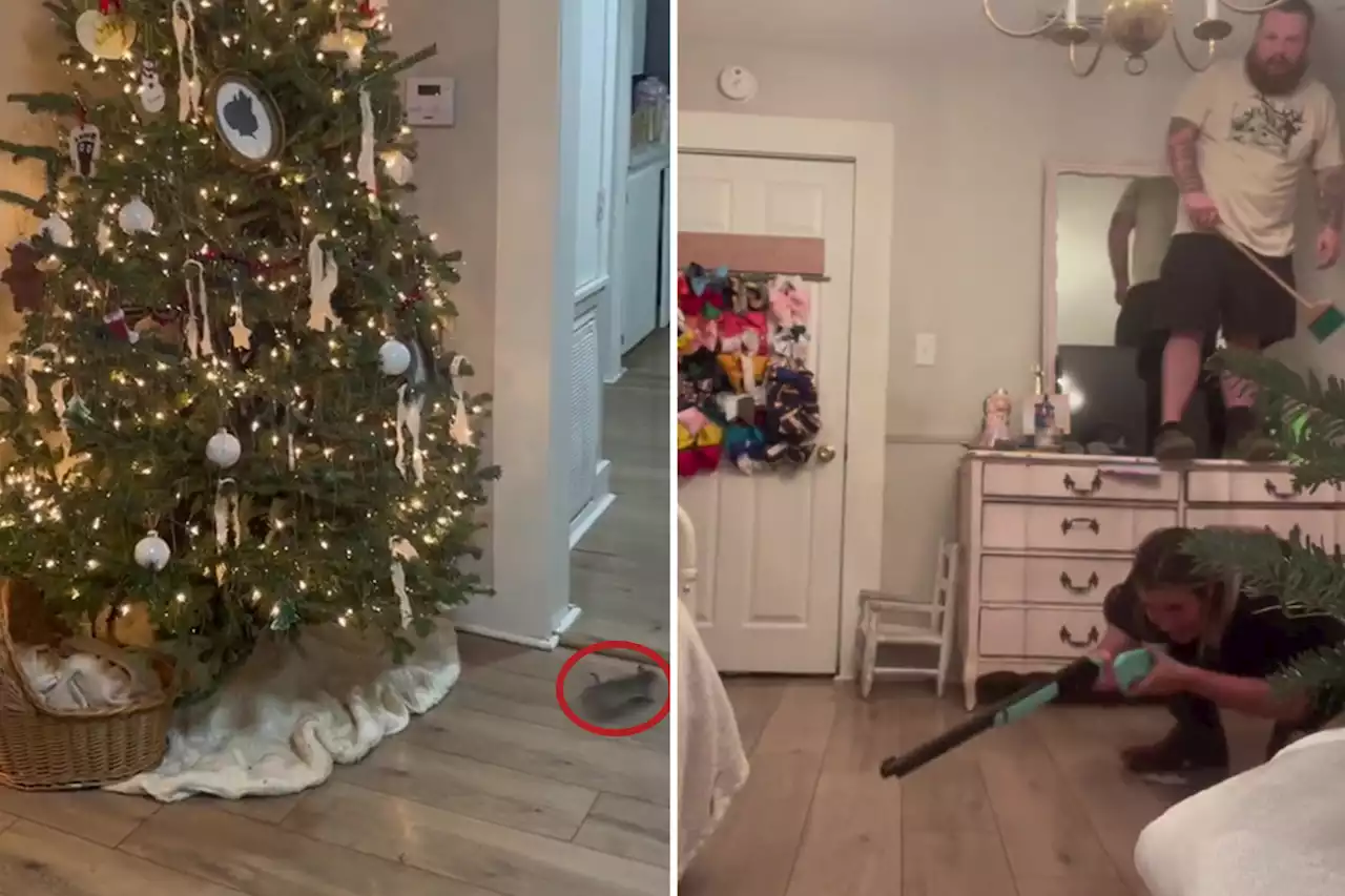 Moment rat scurries from Xmas tree as dad panics and mum tries to shoot it