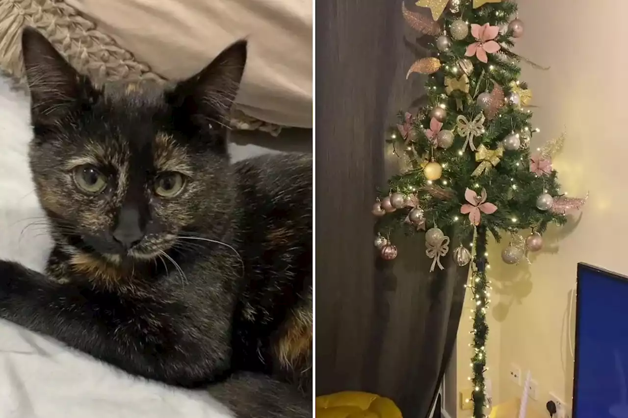 People going wild for woman's unique Christmas tree after cat attacked it