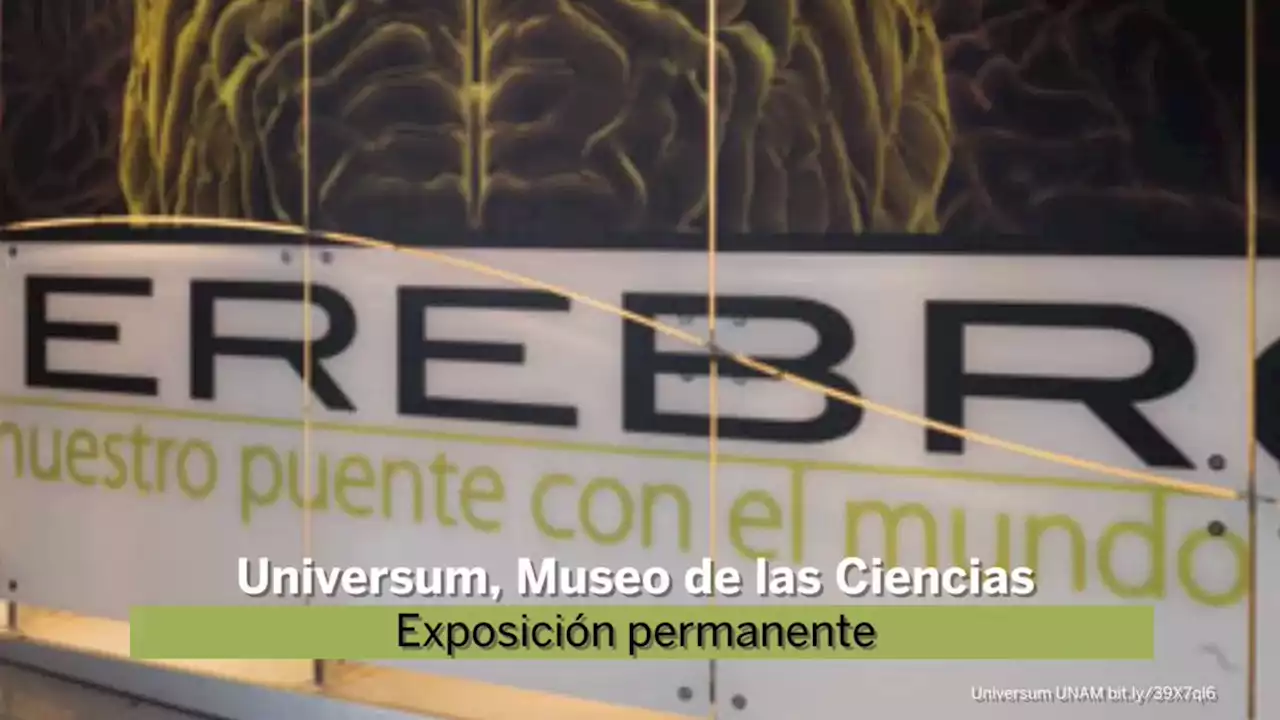 El cerebro - Universum, Museo de las Ciencias de la UNAM - DGDC, UNAM