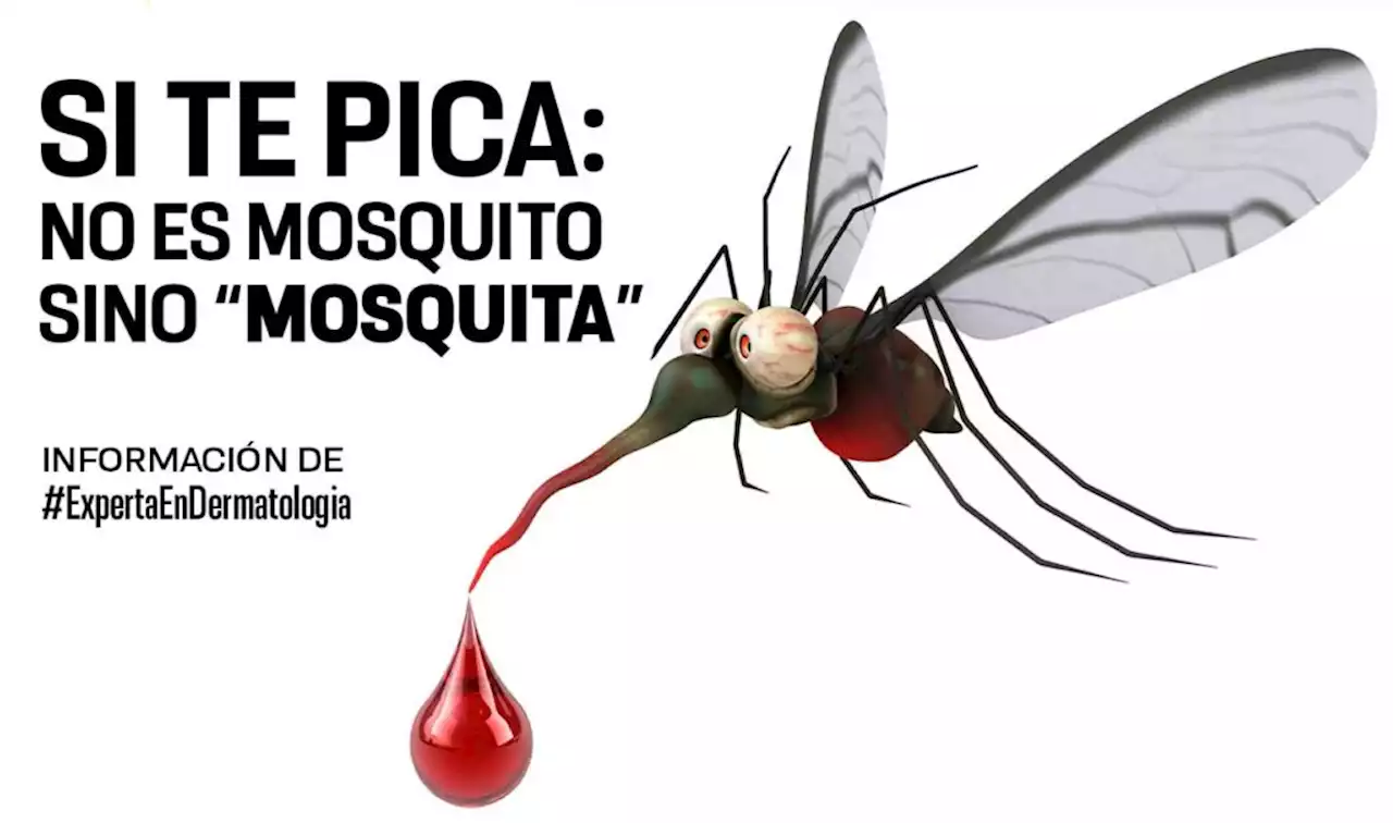 Mosquitos: Son las hembras las que pican | UNAM Global