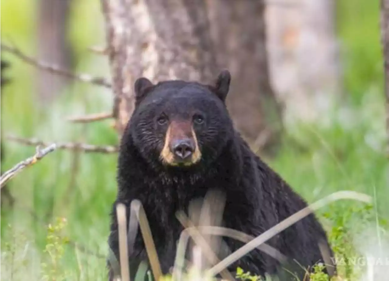 Apoya a la conservación de los osos en Coahuila donando material reciclable y de reúso