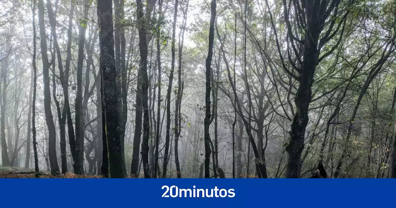 Los voluntarios de las Unidades Caninas de Rescate: los maestros del viento