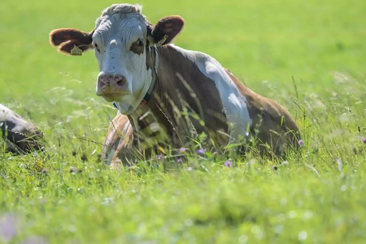 Mehr Tierwohl kann mehr Umweltschutz heissen – und tue es meistens - bauernzeitung.ch