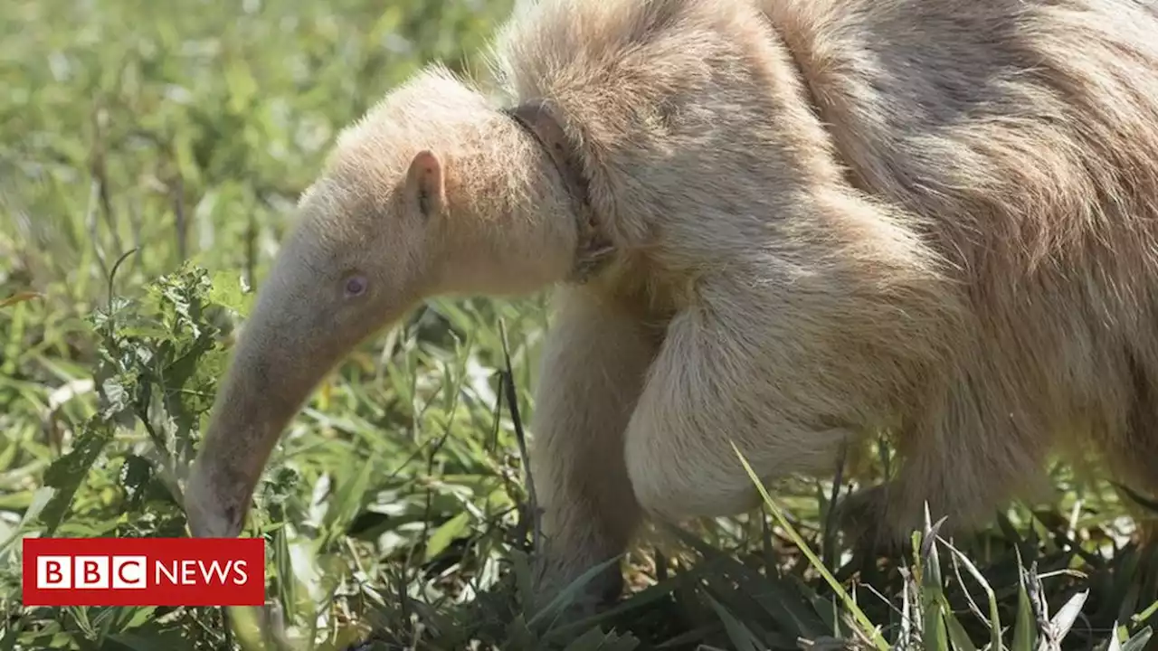 Único conhecido no planeta, tamanduá albino é encontrado no Cerrado - BBC News Brasil