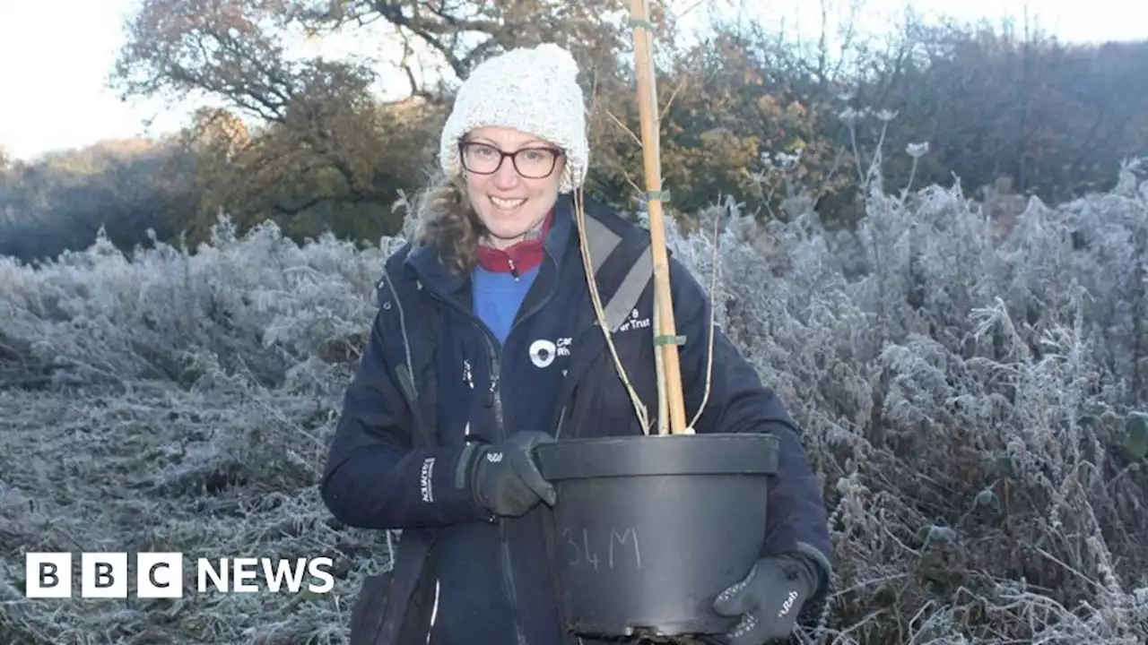 Rare black poplar trees planted in Cheshire's Weaver valley