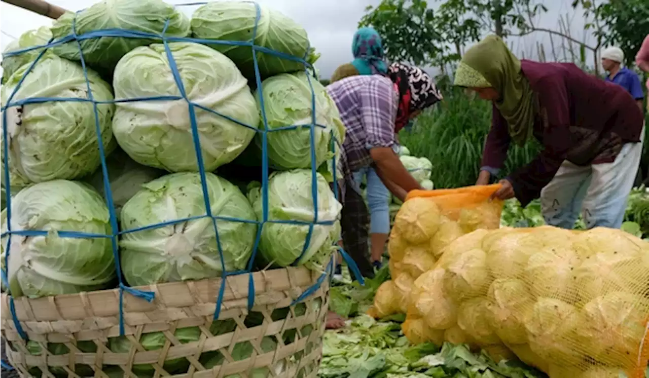 Jelang Nataru, Harga Sayuran di Tegal Mulai Beterbangan