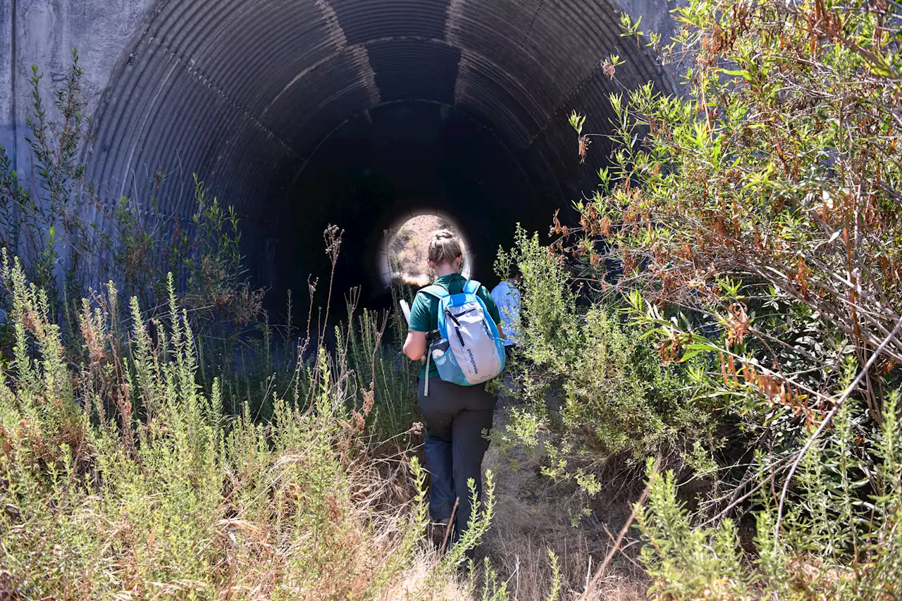 California is betting $61 million that new highway crossings will keep wildlife safe