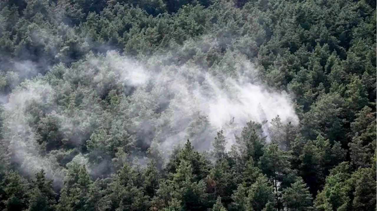 Berlin will sich mit mehr Sensoren vor Waldbränden schützen