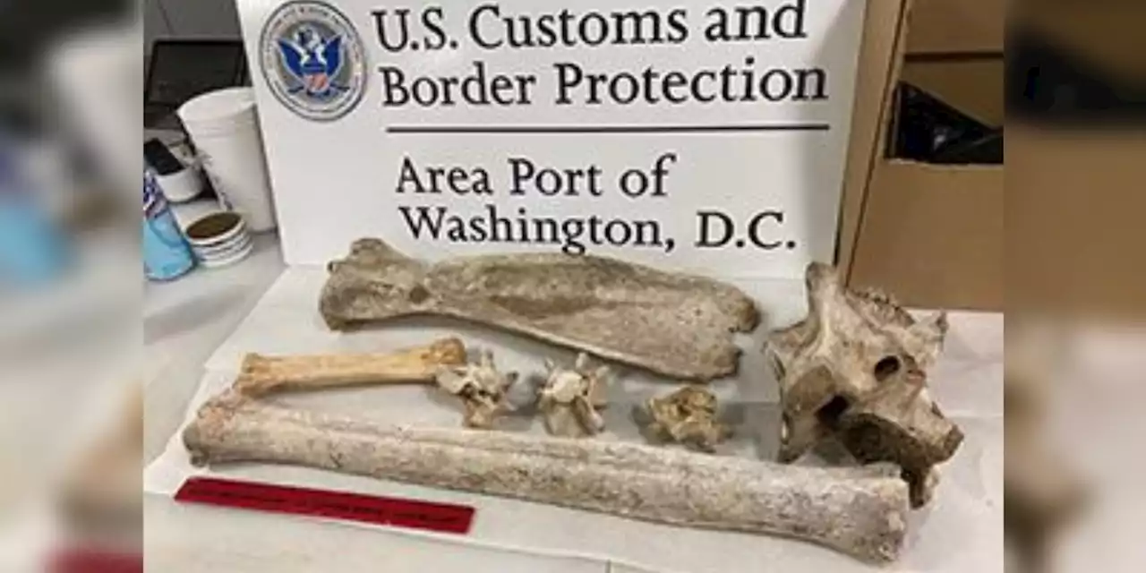 Agents seize zebra, giraffe bones from woman flying back from Kenya