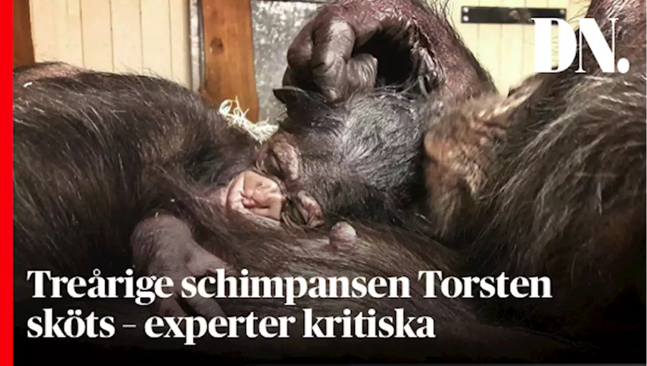 Treårige schimpansen Torsten sköts – experter kritiska