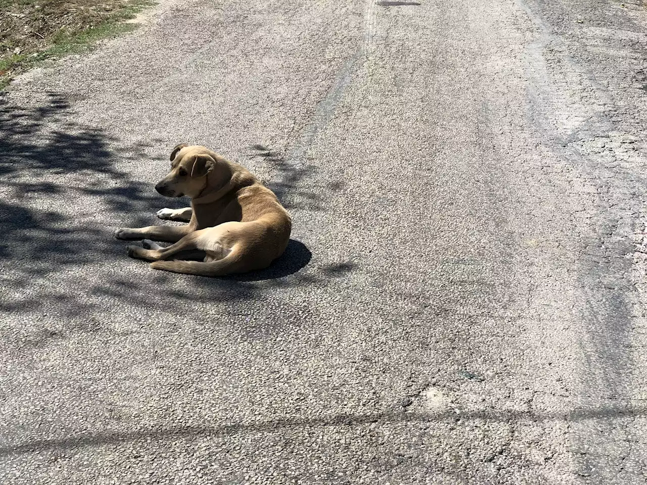 Dallas Deals with Influx of Canine Upper Respiratory Infections with Help From Residents