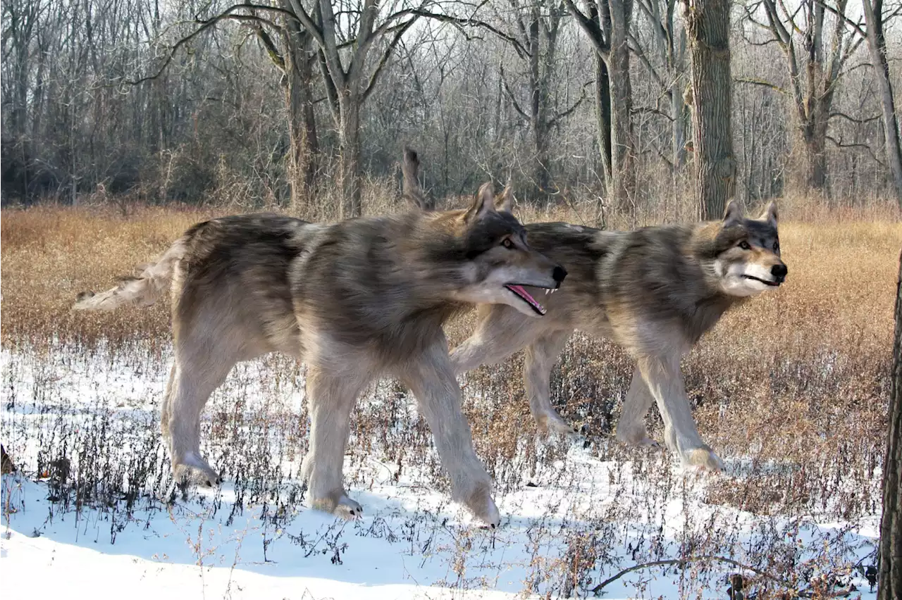 The Mysterious Origin of the Real-Life Dire Wolf