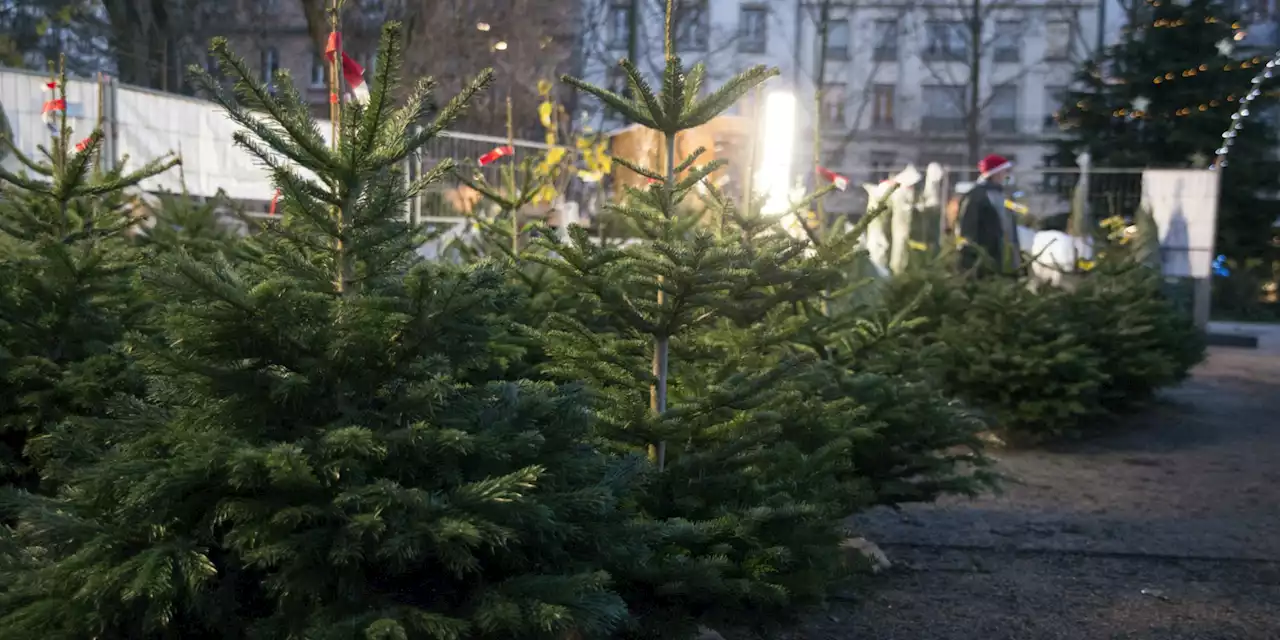 EUROPE 1 ET VOUS - Donner une seconde vie à son sapin de Noël, c'est possible