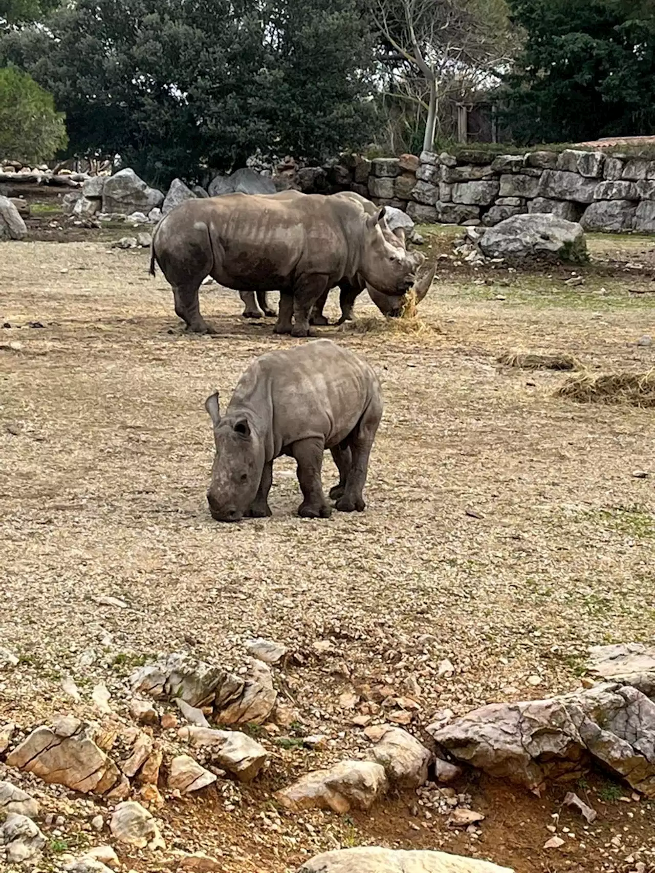 Naissance d'un bébé rhinocéros au Parc animalier de la Barben près de Salon-de-Provence