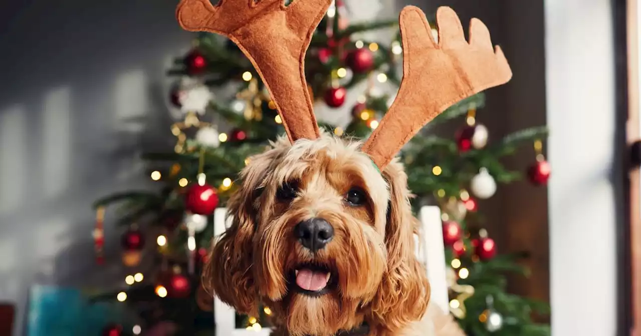 Christmas warning issued to anybody with a dog in their home this festive season