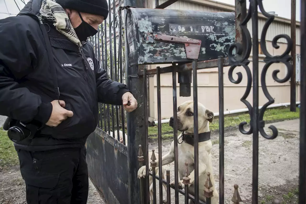 Houston pet owners: It's illegal to leave your pets outside in freezing temperatures