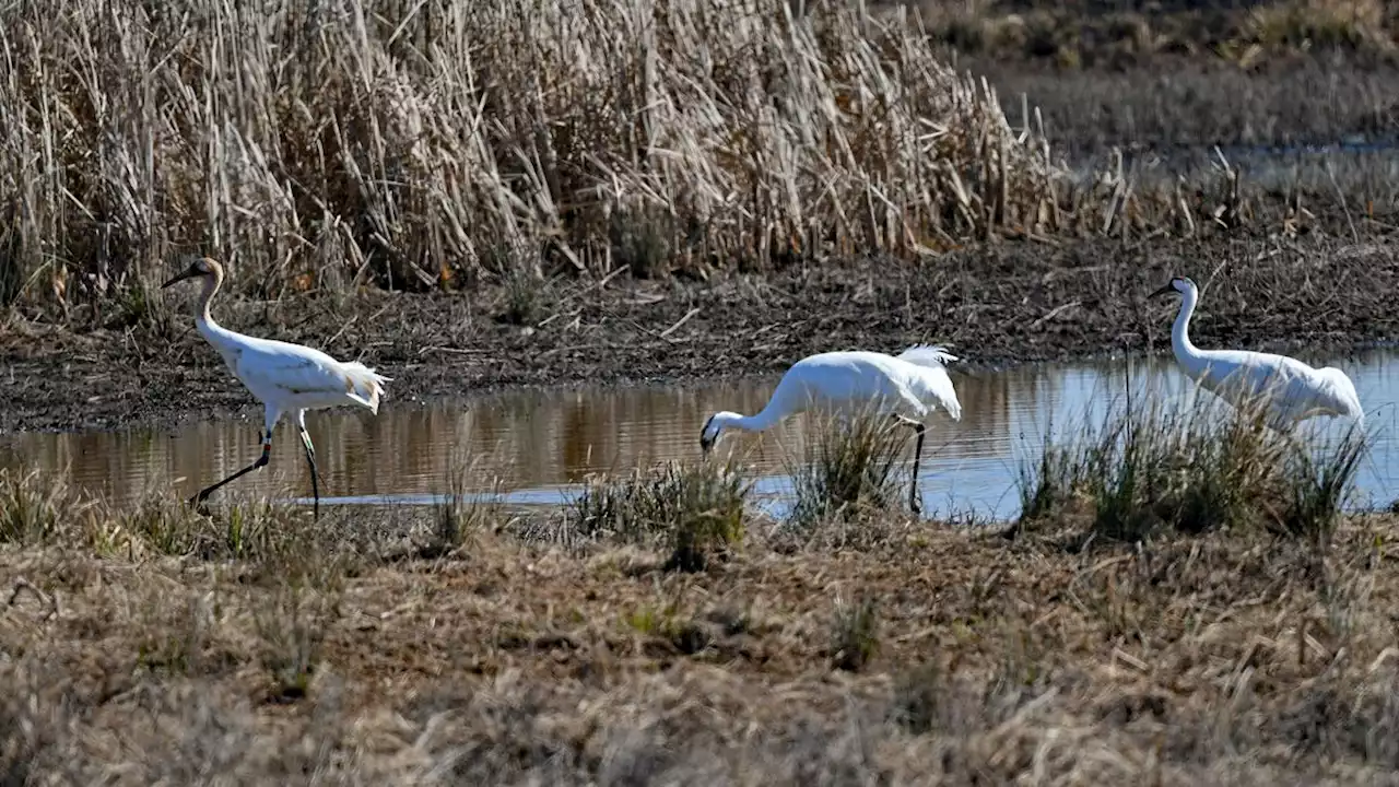 Whooping Crane Wednesday hikes at Goose Pond a chance to see, learn about endangered birds